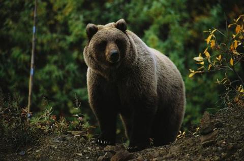 Oso Grizzlie en Canadá