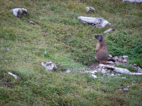 Curiosas marmotas te amenizarán la travesía