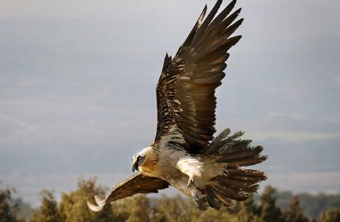 Quebrantahuesos en pleno vuelo. Foto-crédito Esteban García Gímenez