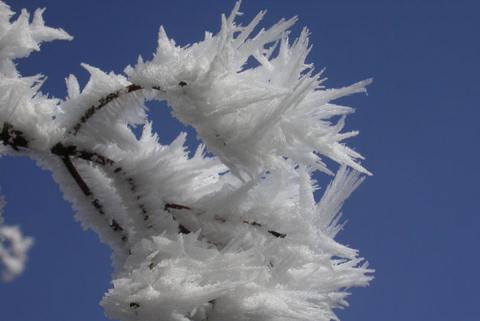 Cencellada blanca sobre arbol