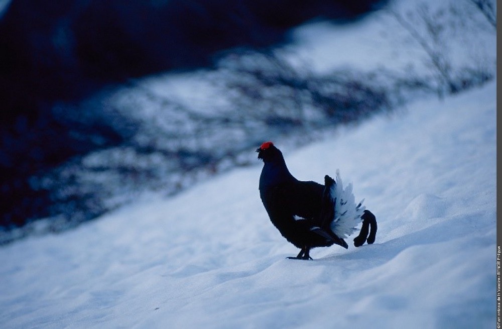 El Parque Nacional de Vanoise lanza un proyecto de protección de aves en las zonas de esquí