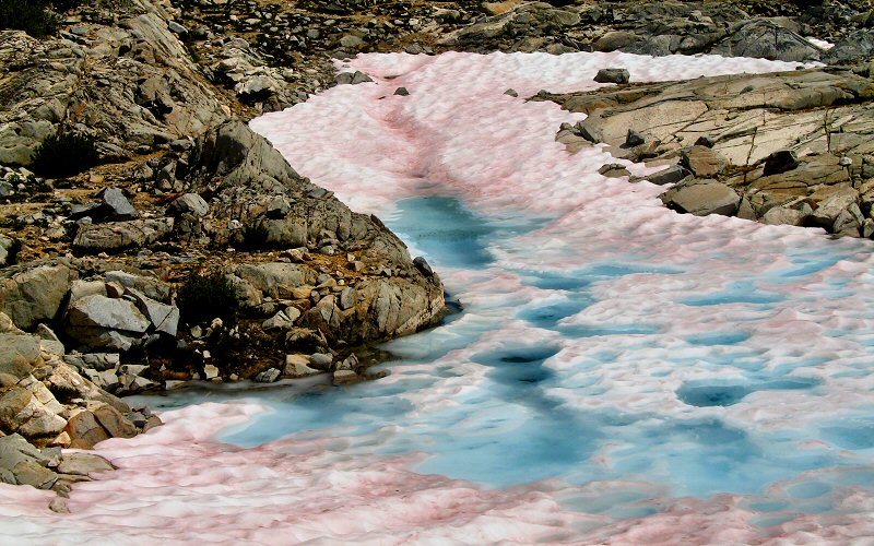 watermelon snow