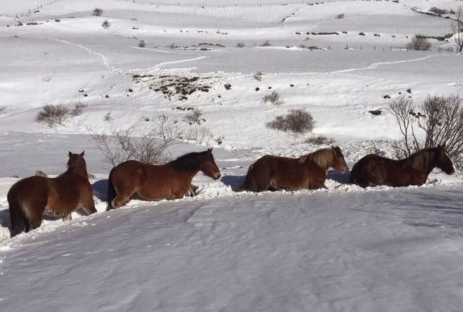 No es raro que el adelanto del invierno atrape a los animales que pastan en las montañas. Archivo