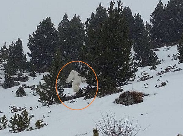 ¿Hay un Yeti en la estación de esquí de Formigal? te desvelamos la verdadera historia