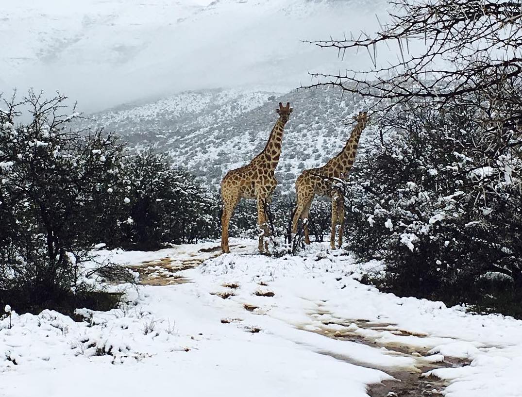 África amanece con una insólita nevada que se convierte en tendencia global