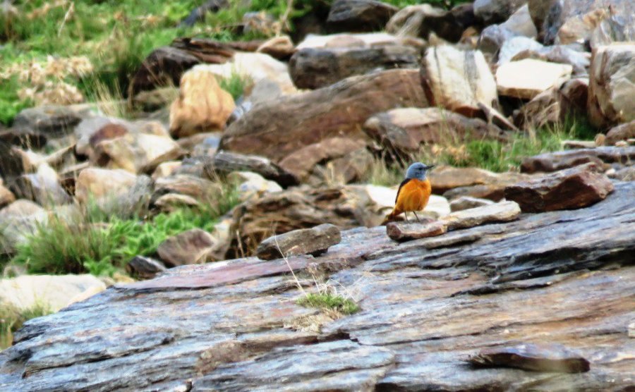 No te pierdas este fin de semana el avistamiento de aves de alta montaña en Sierra Nevada