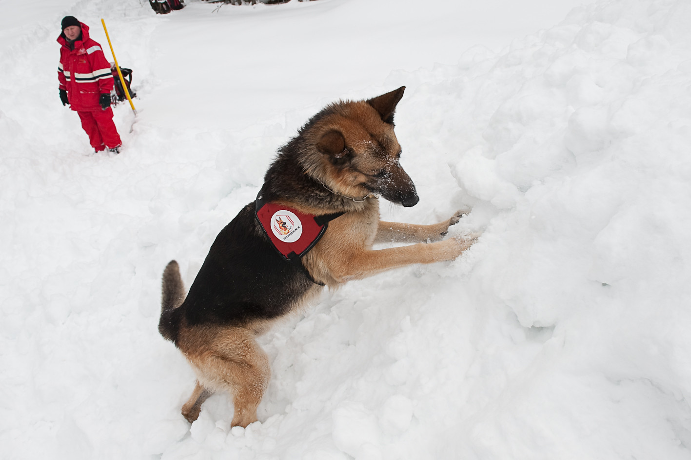 Perros de rescate: héroes sobre la nieve