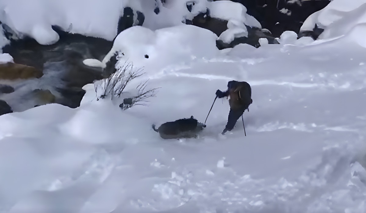 Vídeo: Un jabalí embiste a un esquiador de montaña en los Pirineos