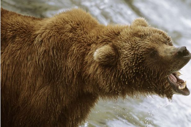 Un escalador atacado por un oso Grizzly en las Rocosas canadienses se salva por los pelos