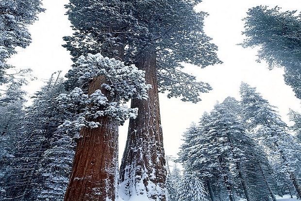 Parque Nacional de las Sequoias (California, USA). Foto: Jim Zuckerman