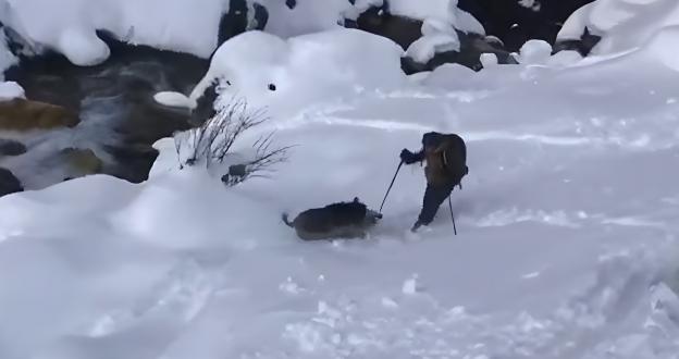 Vídeo: Un jabalí embiste a un esquiador de montaña en los Pirineos