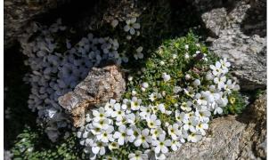 Hallada una planta minúscula que hace tambalear el tercer tramo del teleférico de La Grave