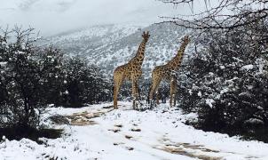 África amanece con una insólita nevada que se convierte en tendencia global