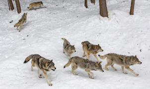 Los lobos probablemente compartirán las pistas con los esquiadores de Colorado en 2023