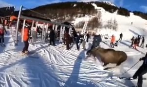 Un vídeo muestra un alce que esquiva por los pelos a varios esquiadores en Suecia