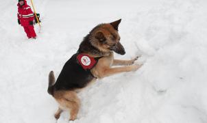 Perros de rescate: héroes sobre la nieve