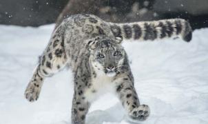 Un leopardo de las nieves "caza" esquiadores en Gulmarg (India)