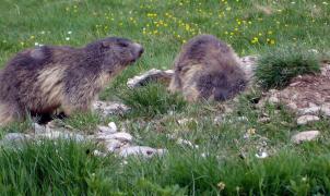 Polémica por si la construcción de una nueva pista de esquí pone en riesgo las marmotas