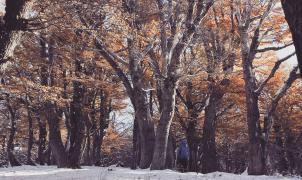 Multa de 275.000 dólares a una estación de esquí del Chubut por talar un bosque protegido