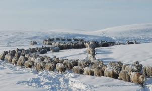 Las fuertes nevadas amenazan el sustento de millones de animales en la Patagonia argentina