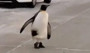 El frío polar en la Patagonia lleva por primera vez a un pingüino a andar por las calles de Río Grande