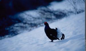 El Parque Nacional de Vanoise lanza un proyecto de protección de aves en las zonas de esquí