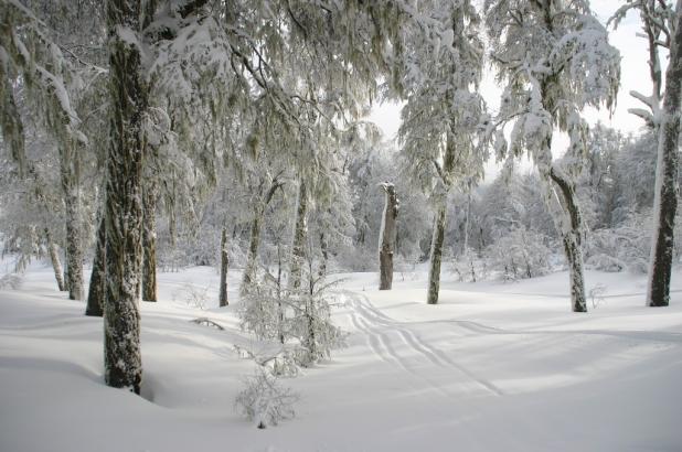 Bosque de Lengas en Chapelco Ski 