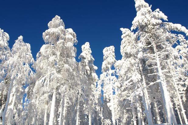 Bosques nevados en Levi Laponia.