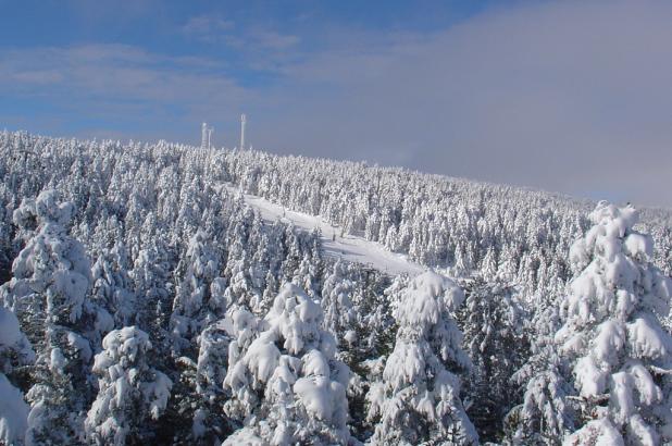 Aspecto de los bosques nevados en Valdelinares,Teruel