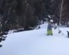 Encendida pelea entre un urogallo y un snowboarder se hace viral en las redes sociales