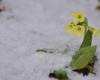 La primavera aflora, pero tendrá que esperar