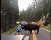 Un sujeto quiere "torear" a un enorme bisonte en Yellowstone y acaba arrestado