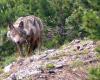 Bailando con lobos en el Puigmal