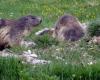 Polémica por si la construcción de una nueva pista de esquí pone en riesgo las marmotas