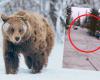 Dan comida a un oso pardo para hacerse una selfie y el animal los ataca