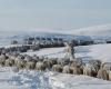 Las fuertes nevadas amenazan el sustento de millones de animales en la Patagonia argentina