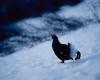 El Parque Nacional de Vanoise lanza un proyecto de protección de aves en las zonas de esquí