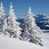 Abetos nevados en Sermnoz