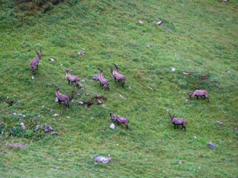 Cabras montesas de camino a la cabaña Memminger