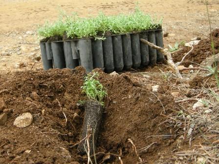 Nueva plantación de plantas autóctonas en Valdelinares