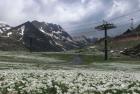 Vallnord/Ordino Arcalís, la nieve deja ver sus flores...