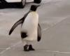 El frío polar en la Patagonia lleva por primera vez a un pingüino a andar por las calles de Río Grande