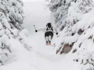 Candide Skis: ¿Esquís Candide Thovex?